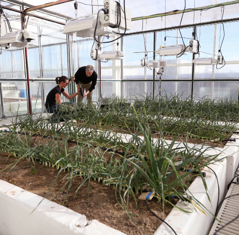 Our Mission 2 Photo of researchers in the greenhouse tending to the rows of plants.
